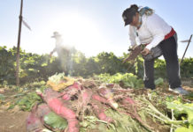 Las y los hortelanos cuentan con la materia prima que será esculpida para su exhibición este 23 de diciembre y continuar con una tradición de 122 años.