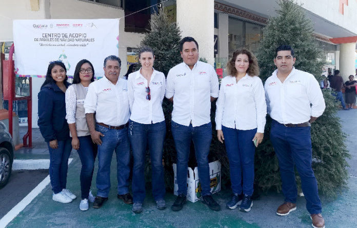 La campaña “recicla un árbol, siembra vida”, lograron recolectar 59 arbolitos naturales de navidad en los seis centros de acopio.