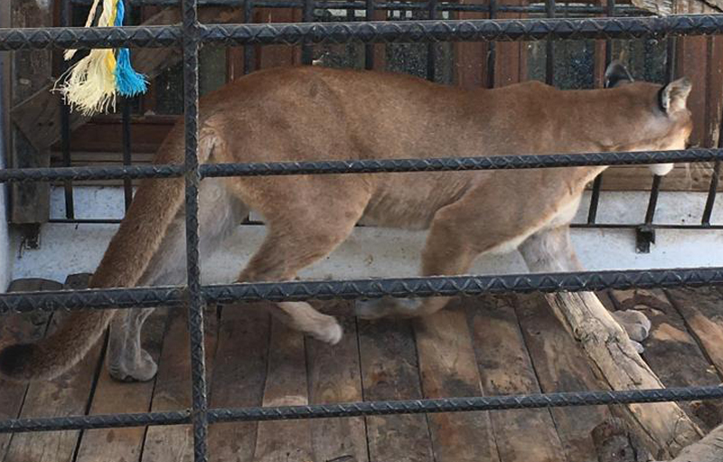 Tras cateo realizado en Tlalixtac de Cabrera, la Fiscalía General aseguró tres unidades de motor con reporte de robo, un arma de fuego, así como un puma, un cocodrilo, un búho y un pavo real.