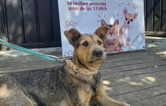 Responde Gobierno Municipal de Oaxaca de Juárez a la necesidad de evitar la sobrepoblación de mascotas y animales en situación de calle.