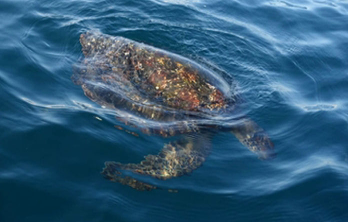 Tras practicar necropsias a los ejemplares de tortugas marinas de las especies Prieta y Golfina, recién encontradas muertas en playas de Oaxaca, la Profepa determinó que la causa del deceso fue intoxicación por la ingesta de salpas en microalgas.