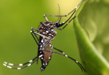 Aedes Aegypti, mosco transmisor de dengue, zika y chikungunya, exhortan a la población para que se sume a las acciones de prevención en sus hogares.