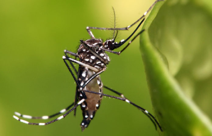 Aedes Aegypti, mosco transmisor de dengue, zika y chikungunya, exhortan a la población para que se sume a las acciones de prevención en sus hogares.