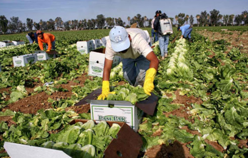 Mexicanos que buscan mejores condiciones de vida en los EE, UU. Foto: portal la Página.