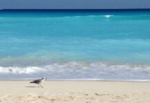 Playa Marlin, Cancún foto tomada de portal La verdad.