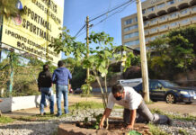 Servidores públicos municipales plantaron dos árboles de las especies endémicas Macuil y Zompantle para revitalizar la zona verde urbana ubicada en la intersección de la calzada Niños Héroes y la calle Manuel Sabino Crespo.