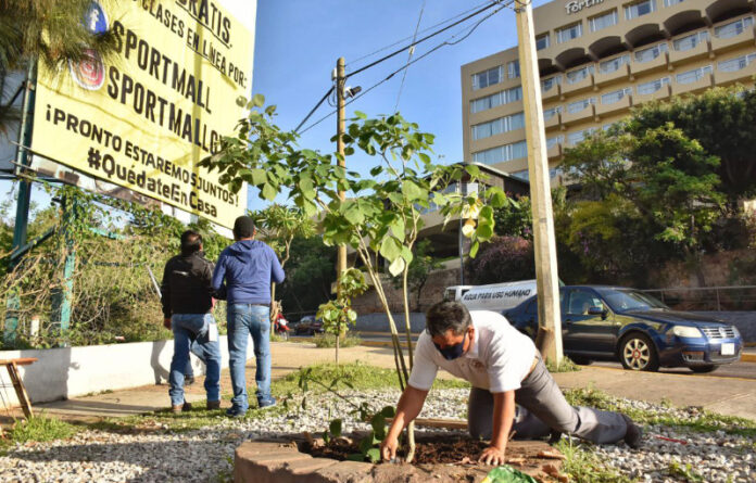 Servidores públicos municipales plantaron dos árboles de las especies endémicas Macuil y Zompantle para revitalizar la zona verde urbana ubicada en la intersección de la calzada Niños Héroes y la calle Manuel Sabino Crespo.