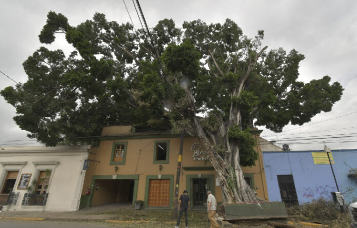 Por las lluvias del pasado 6 de julio, el ejemplar ubicado en calzada Madero sufrió daños que hoy representan un alto riesgo la población.