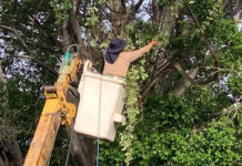 El Gobierno Municipal ha brindado cuidado a 92 árboles, con el compromiso de preservar las áreas verdes que son fuente de oxígeno para la ciudad.