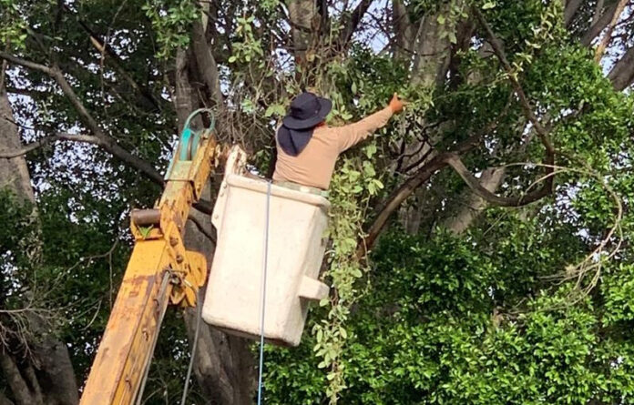 El Gobierno Municipal ha brindado cuidado a 92 árboles, con el compromiso de preservar las áreas verdes que son fuente de oxígeno para la ciudad.