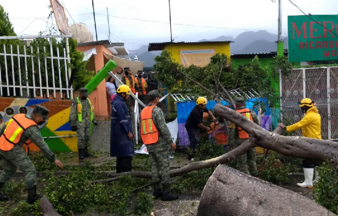 La Subdirección de Protección Civil acudió a cuatro incidentes por árboles caídos; elementos del Ejército Mexicano coadyuvaron en el troceo de un ejemplar desplomado en la Unidad Habitacional Ricardo Flores Magón.