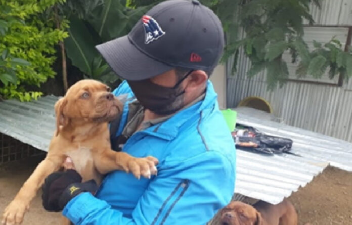 En esta etapa de emergencia sanitaria, desde el mes de abril hasta el 25 de agosto, el Juzgado Calificador Especializado para la Atención y Sanción del Maltrato Animal de la Alcaldía Municipal ha recabado 96 denuncias.