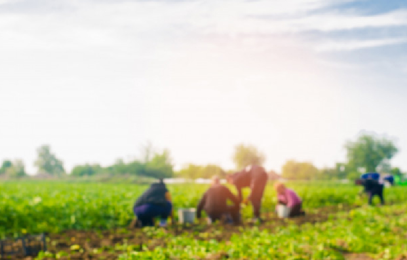 Migrantes laborando en campos de cultivo. Imagen ilustrativa freepik.