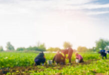Migrantes laborando en campos de cultivo. Imagen ilustrativa freepik.