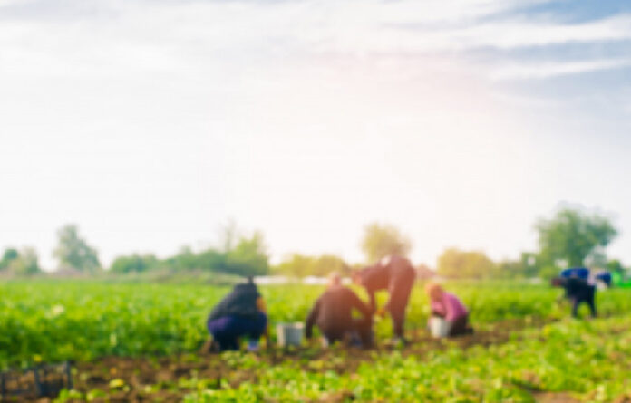 Migrantes laborando en campos de cultivo. Imagen ilustrativa freepik.