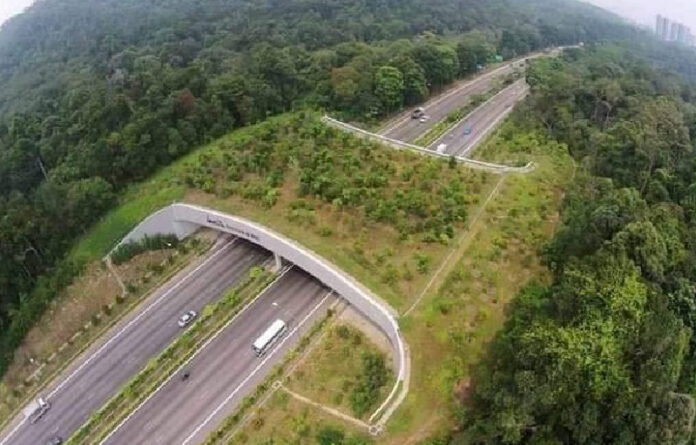 El proyecto pretende emular estos puentes que ya se ven en obras de otros países /la imagen en Holanda). Foto @baide_rony.