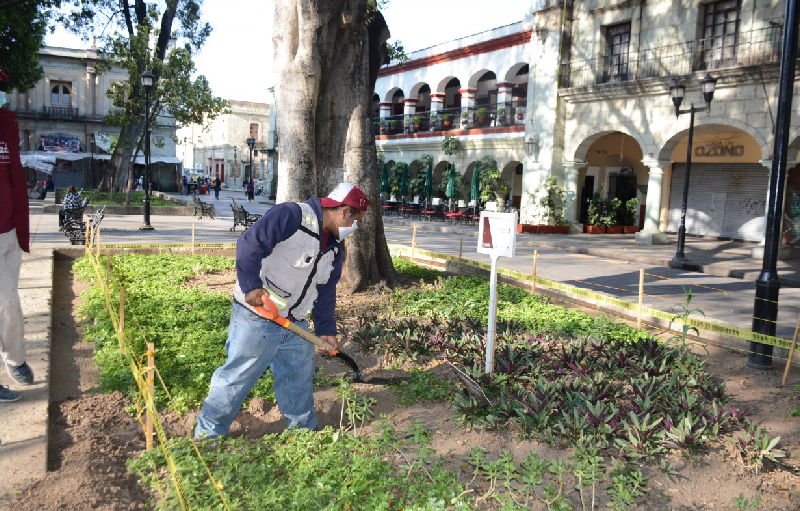 En cuatro ocasiones, durante la contingencia por COVID-19, la Coordinación Ejecutiva del Centro Histórico ha intervenido las 19 veces jardineras del Zócalo capitalino, procurando la conservación y embellecimiento de este espacio público.