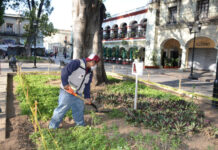 En cuatro ocasiones, durante la contingencia por COVID-19, la Coordinación Ejecutiva del Centro Histórico ha intervenido las 19 veces jardineras del Zócalo capitalino, procurando la conservación y embellecimiento de este espacio público.