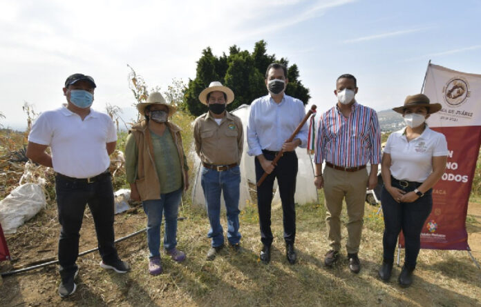 El edil participó en la segunda siembra en un macrotúneles instalado en San Felipe del Agua, mismo que produjo 500 kilogramos de tomate para la primera cosecha.